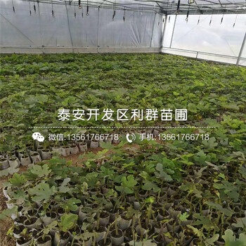 2019年8公分無花果苗新品種
