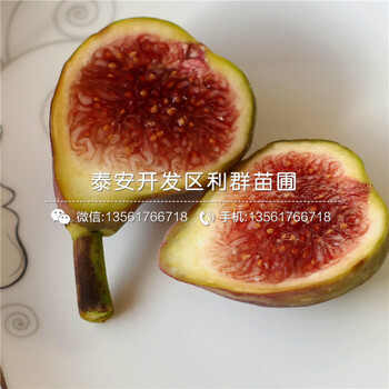 哪里有批發(fā)美利亞無(wú)花果苗