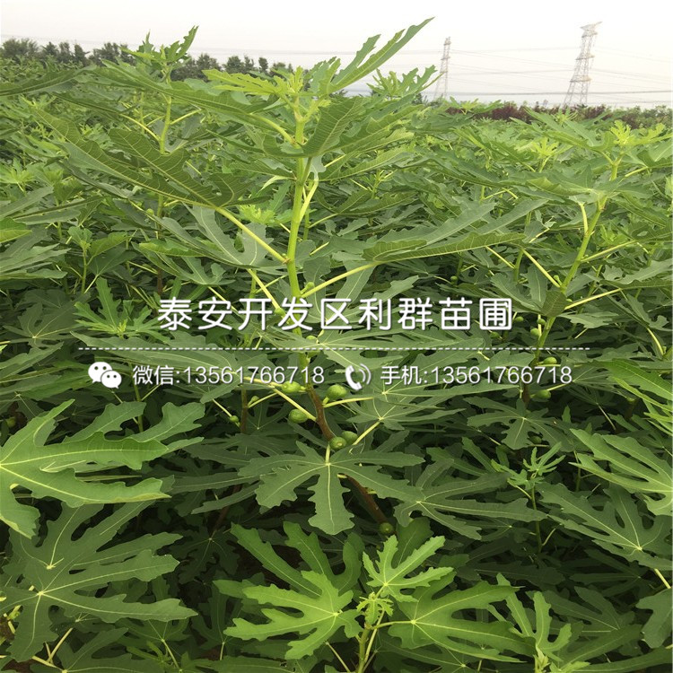 5公分蓬莱柿无花果苗、5公分蓬莱柿无花果苗价格