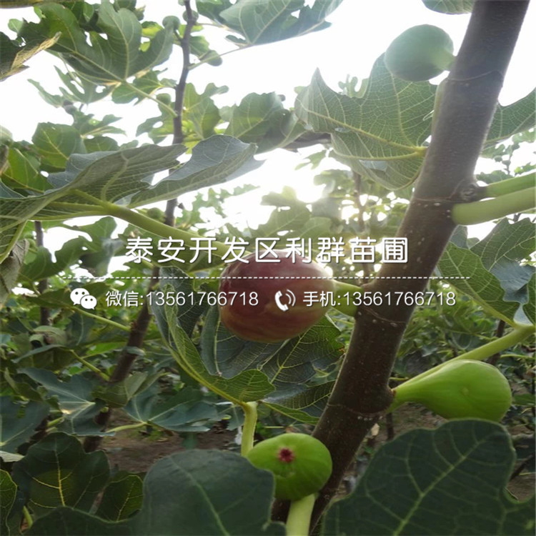 3公分沙漠王无花果树苗价格