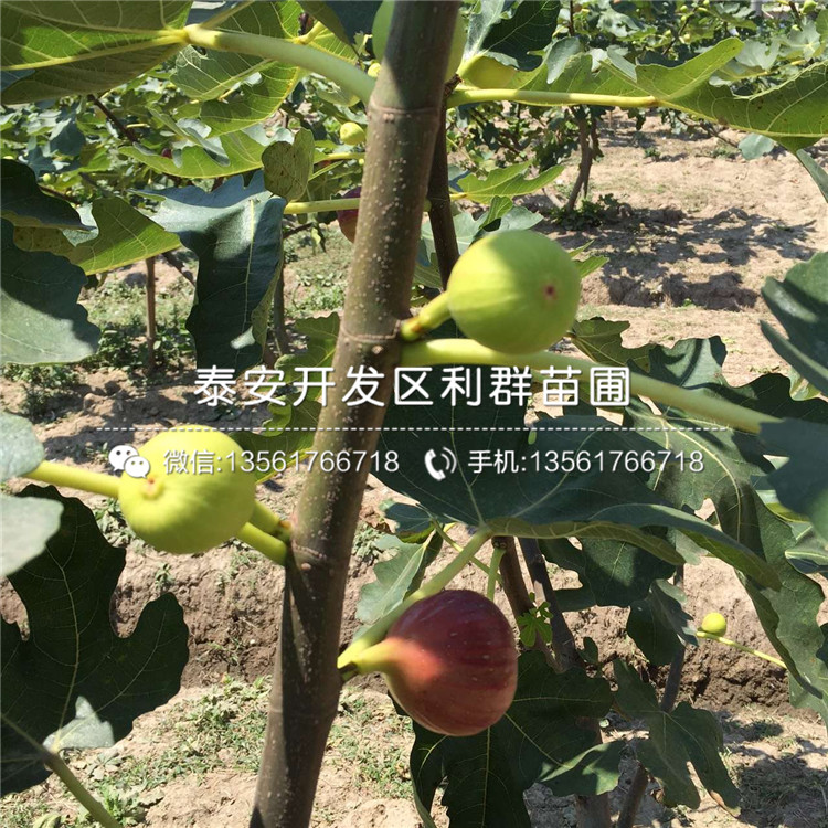 1公分无花果苗销售价格多少