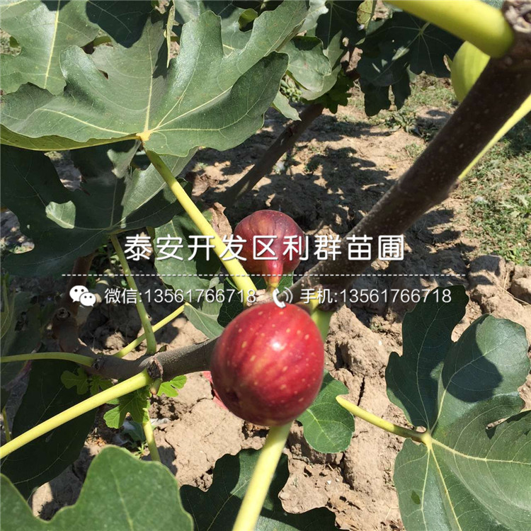 白馬賽無花果苗、白馬賽無花果苗出售