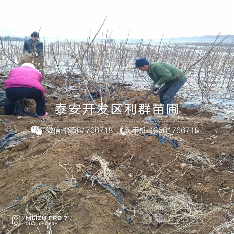 鐵籬寨樹(shù)樹(shù)苗批發(fā)、鐵籬寨樹(shù)樹(shù)苗價(jià)格