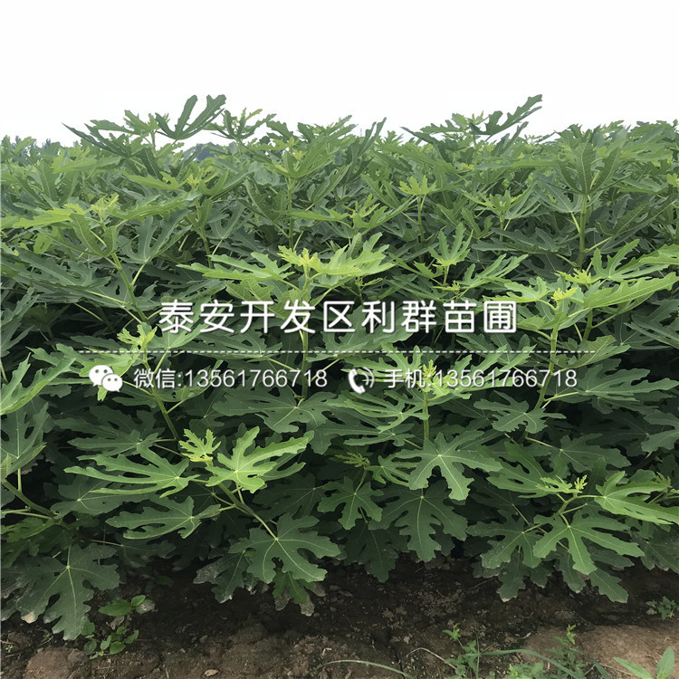 无花果苗一亩地种植多少棵