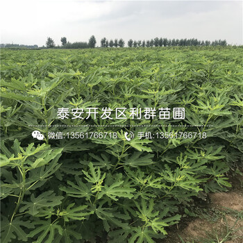 華麗無花果苗出售、華麗無花果苗價格多少