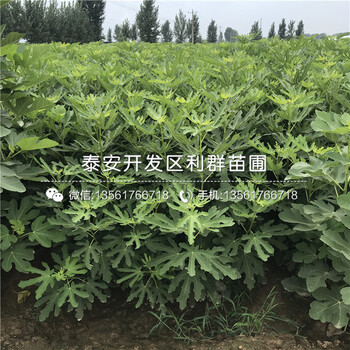 上海青皮無(wú)花果苗多少錢(qián)、上海青皮無(wú)花果苗多少錢(qián)一棵