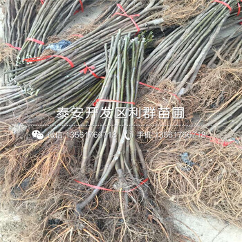 6公分無花果苗價(jià)位是多少