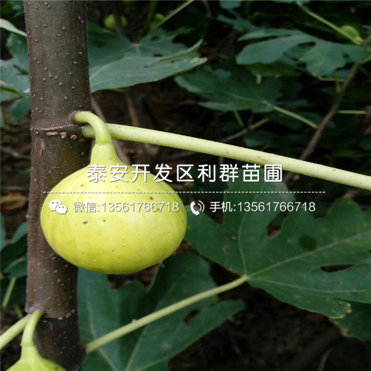 蓬莱柿无花果树苗多少钱一棵、蓬莱柿无花果树苗零售价格