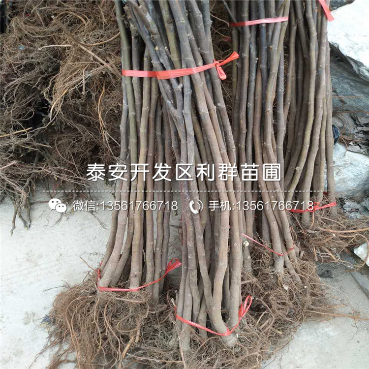 布蘭瑞克無花果樹苗新品種、2019年布蘭瑞克無花果樹苗價格