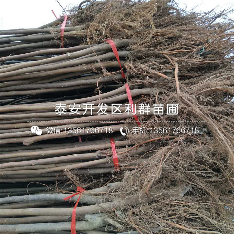 布兰瑞克无花果苗价格、布兰瑞克无花果苗多少钱一棵