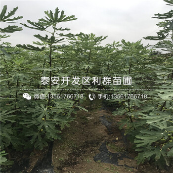 2018年2年生無花果樹苗價(jià)格、今年2年生無花果樹苗多少錢一棵