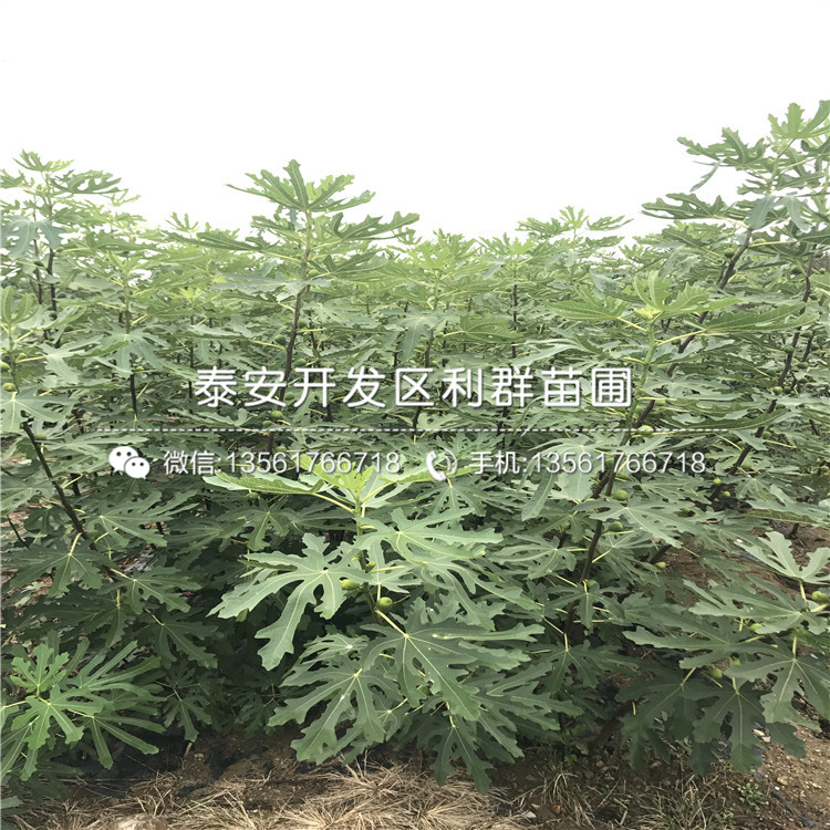 山东金傲芬无花果树苗新品种