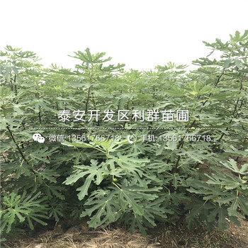 哪里有中國(guó)紫果無(wú)花果苗賣(mài)、2018年中國(guó)紫果無(wú)花果苗價(jià)格
