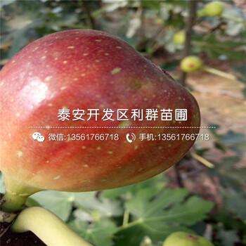 山東8公分無花果苗價格及報價