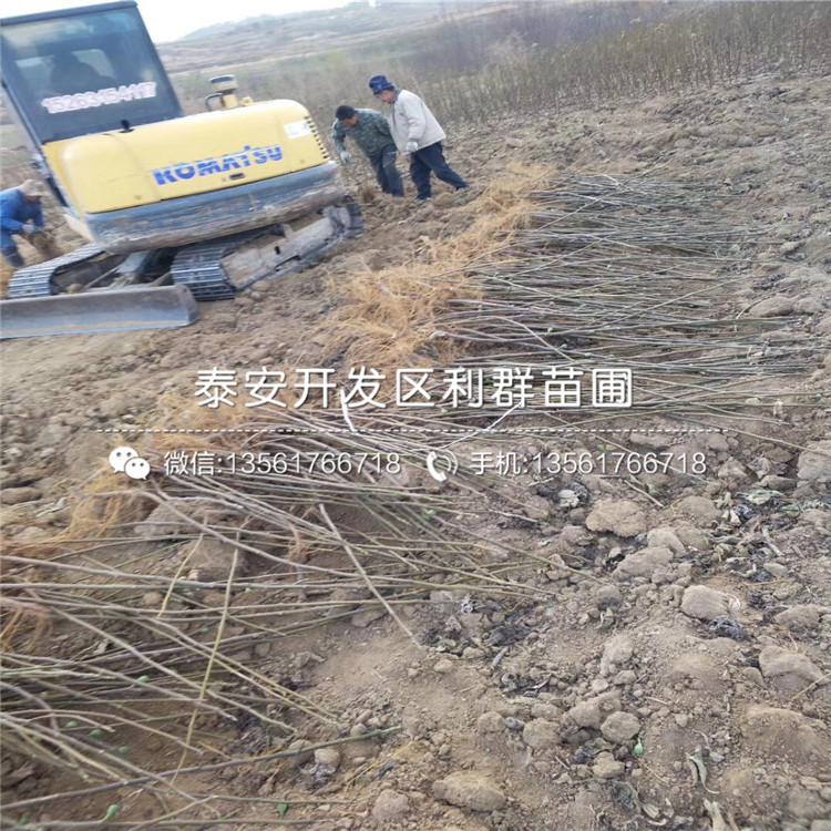 新品種紫果無花果樹苗多少錢一棵