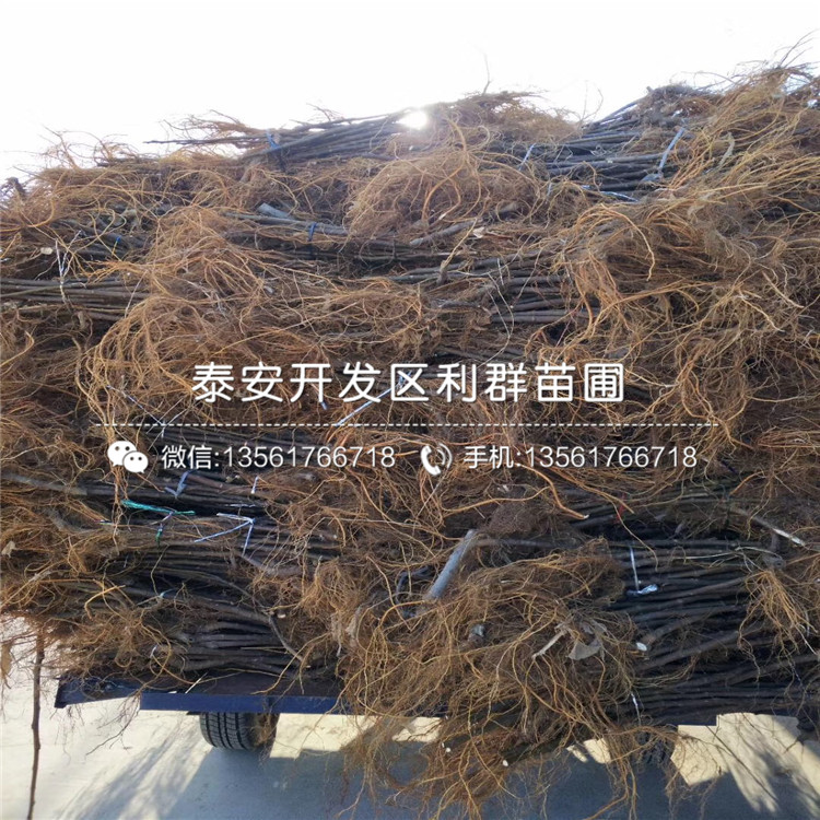 新品種中農(nóng)矮生無花果苗、中農(nóng)矮生無花果苗出售基地