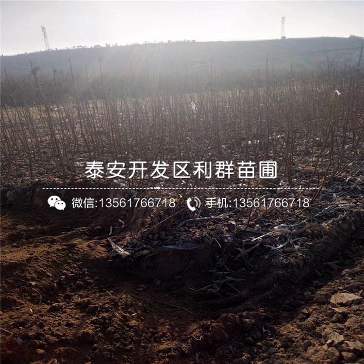 5公分無花果樹苗銷售價格、5公分無花果樹苗銷售基地
