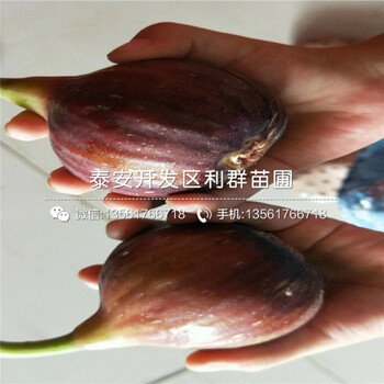 出售新疆早黃無花果苗基地