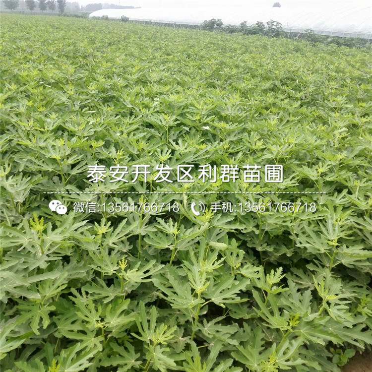 山東大青皮無花果樹苗報價