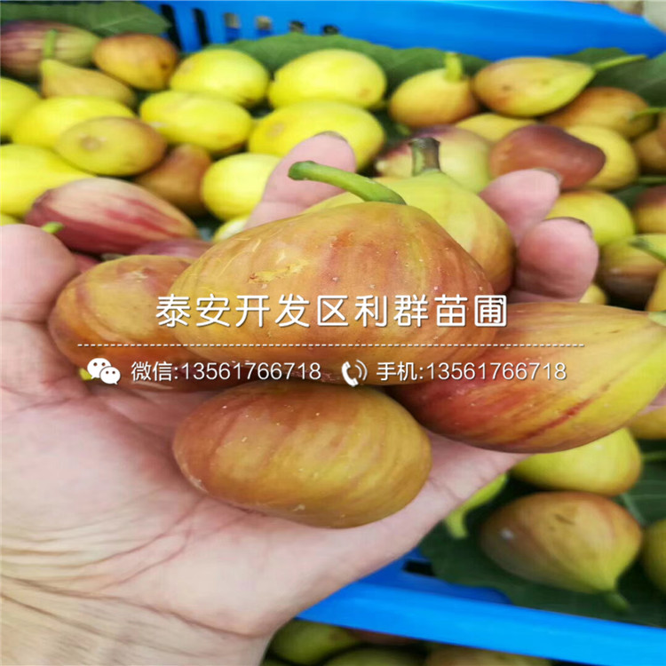 山東大青皮無花果樹苗報價