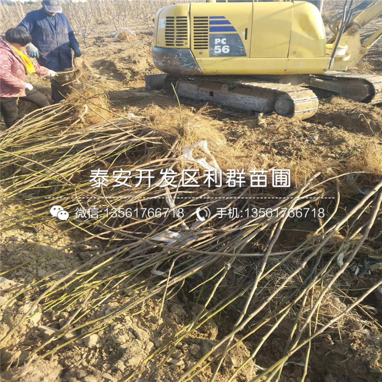 大青皮無花果樹苗多少錢、大青皮無花果樹苗格