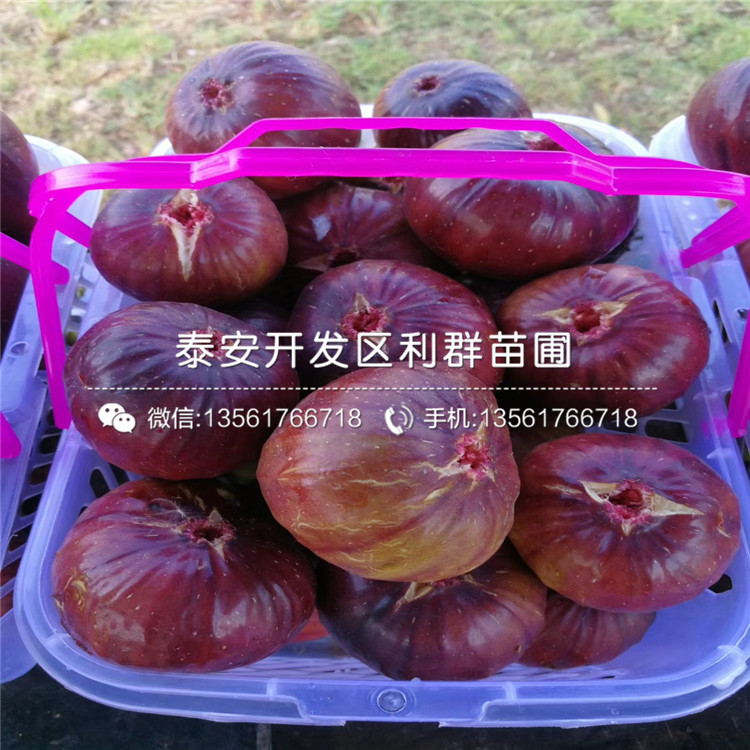 3公分無花果苗價錢多少