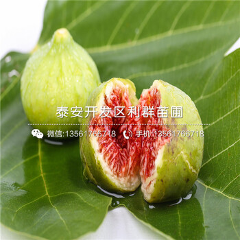 新品種無花果苗價格、新品種無花果苗出售價格多少