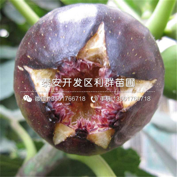 沙漠王無(wú)花果苗、沙漠王無(wú)花果苗哪里便宜