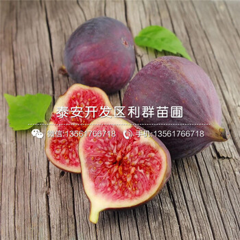 新疆早黃無花果樹苗多少錢、新疆早黃無花果樹苗多少錢一棵