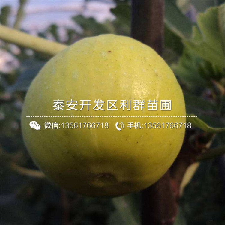 亞當(dāng)無花果樹苗、亞當(dāng)無花果樹苗哪里便宜