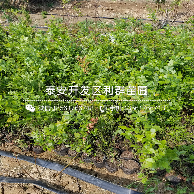 斯卫克蓝莓树苗、斯卫克蓝莓树苗价格是多少