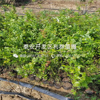 2018年布里吉塔藍(lán)莓樹苗新品種