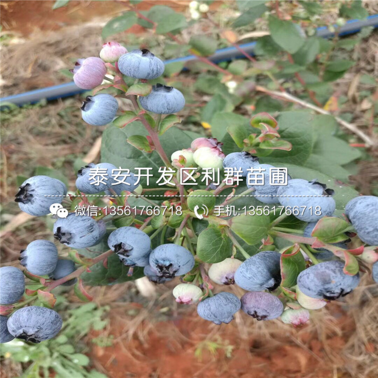 2019年N-B-3蓝莓树苗、N-B-3蓝莓树苗出售