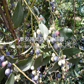 山東藍金藍莓樹苗批發(fā)基地