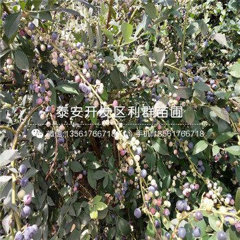 坤藍(lán)藍(lán)莓苗多少錢、2018年坤藍(lán)藍(lán)莓苗價(jià)格