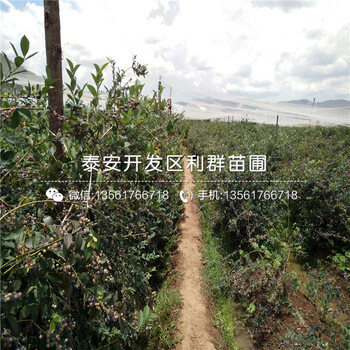 2公分甜心蓝莓树苗多少钱一棵