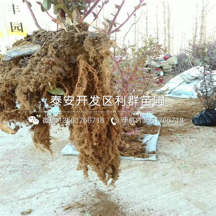 批发蓝塔蓝莓苗价格