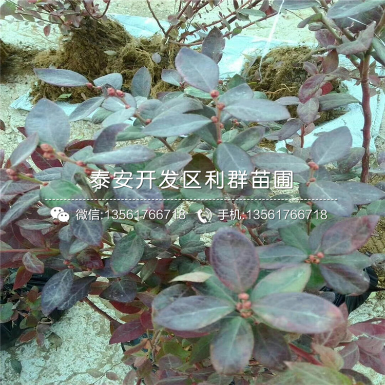 山東兔眼藍(lán)莓樹(shù)苗品種