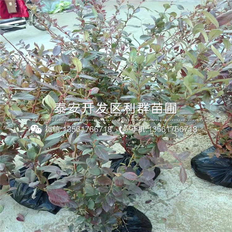 粉蓝蓝莓树苗、山东粉蓝蓝莓树苗品种