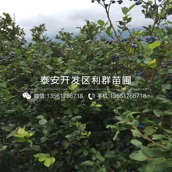 山东甜脆蓝莓树苗出售基地