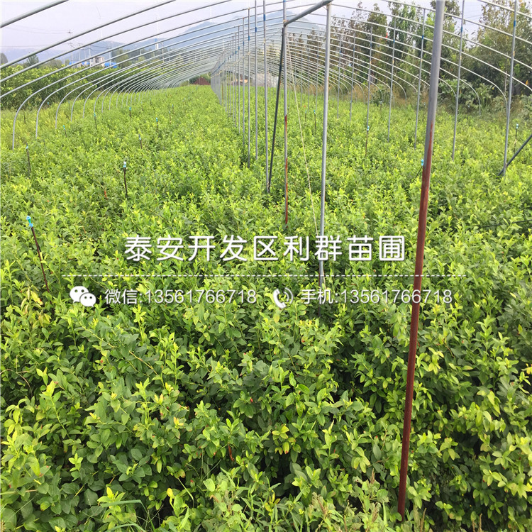 V3蓝莓苗批发基地、2019年V3蓝莓苗报价