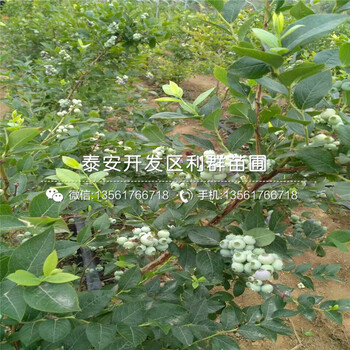 新品种夏普蓝蓝莓树苗出售基地