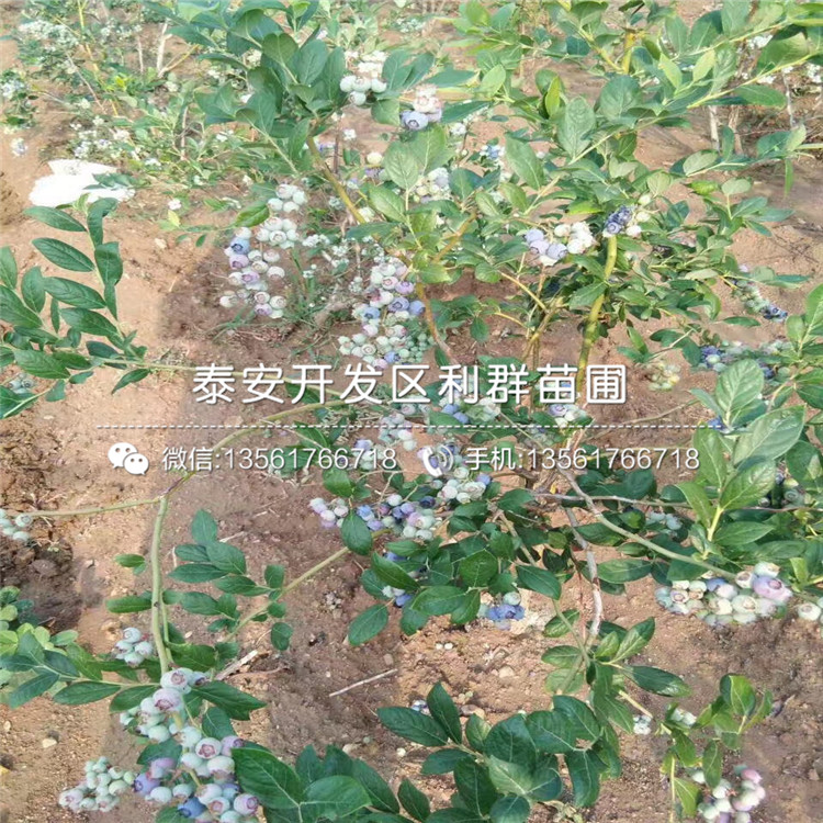 藍(lán)光藍(lán)莓樹苗2019年價(jià)格