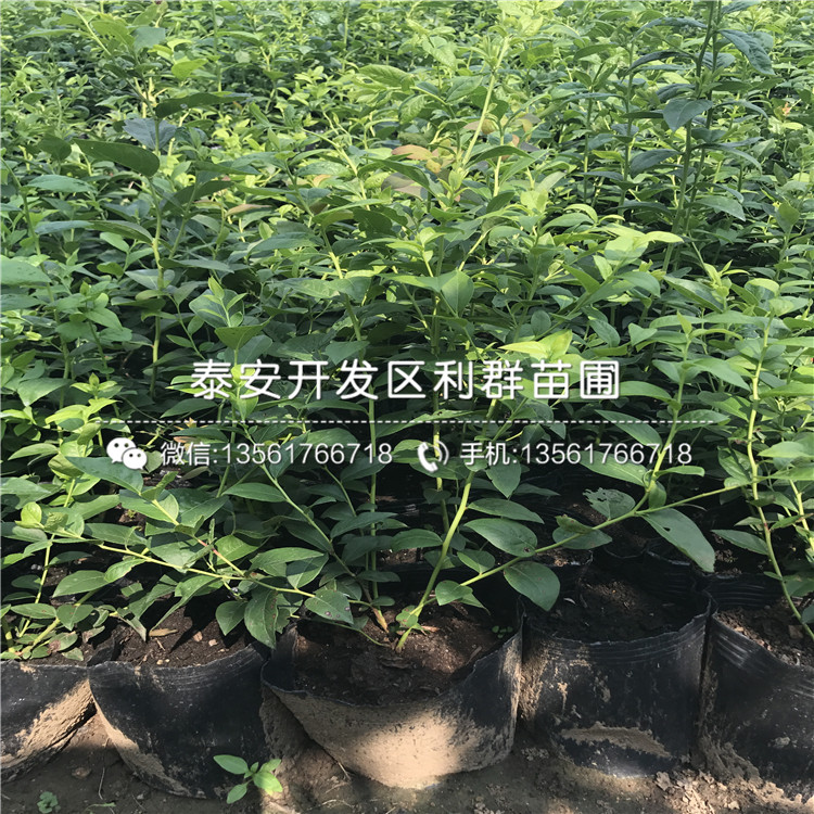 2019年瞳仁藍(lán)莓樹(shù)苗報(bào)價(jià)、今年瞳仁藍(lán)莓樹(shù)苗價(jià)格多少