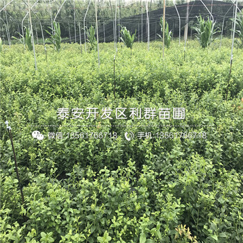2018年兔眼蓝莓树苗品种