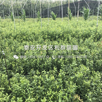 山東日出藍莓苗、日出藍莓苗基地
