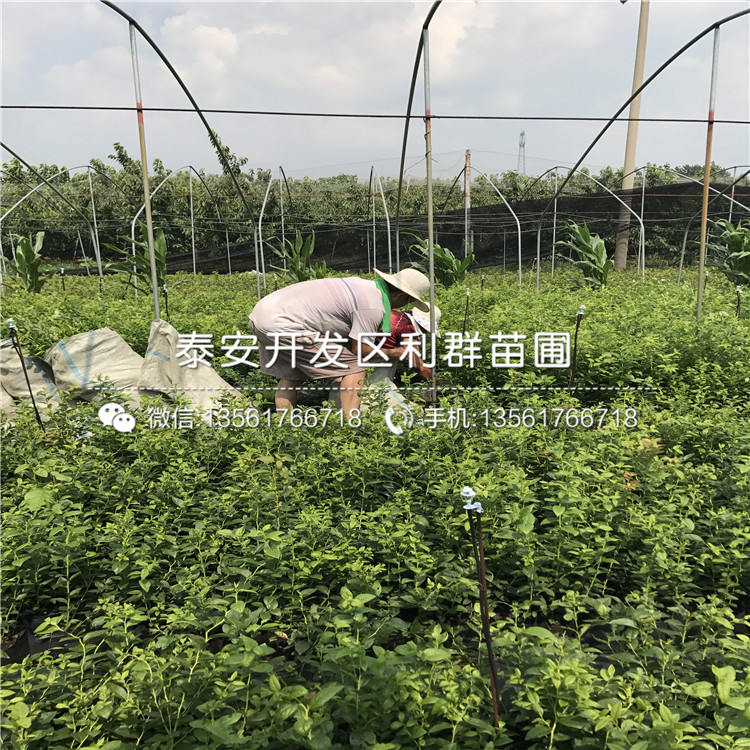 山东苔藓蓝莓树苗、苔藓蓝莓树苗价格