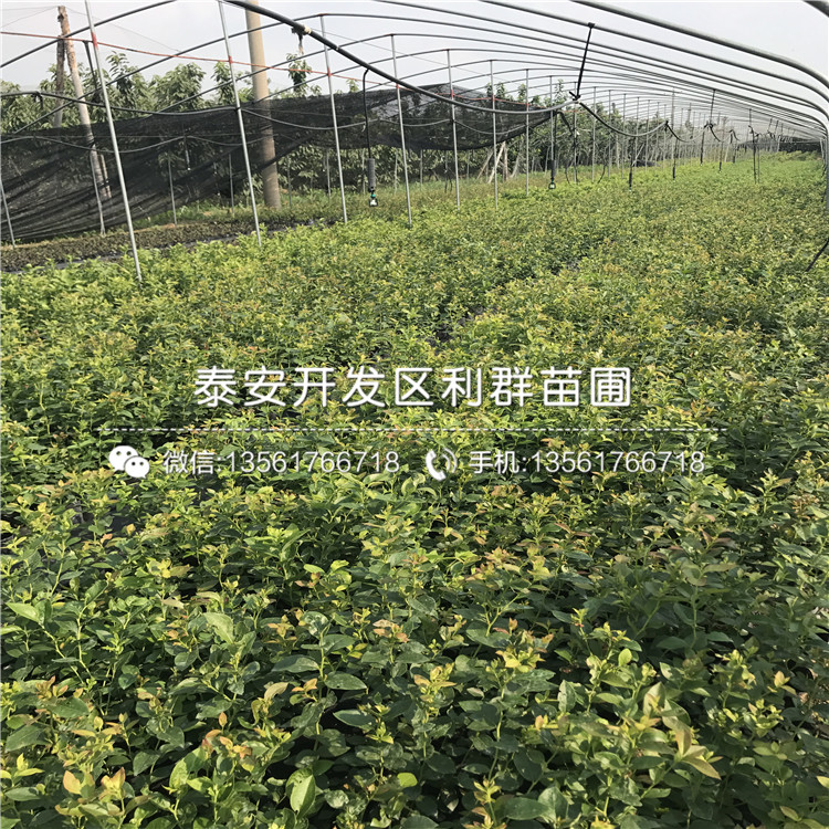 2018年芬蒂藍(lán)莓樹苗品種
