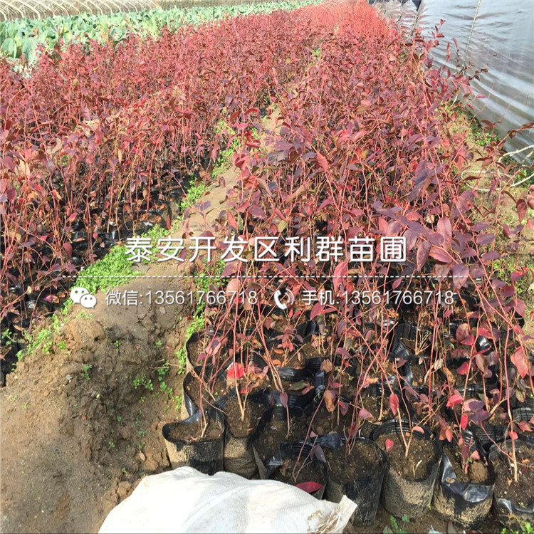 2018年兔眼蓝莓树苗品种