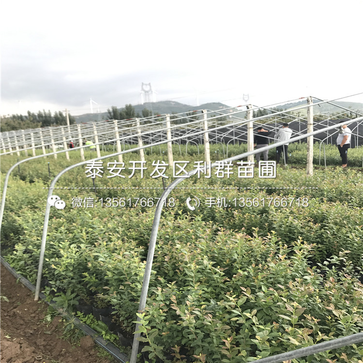 芝妮藍(lán)莓樹苗銷售基地